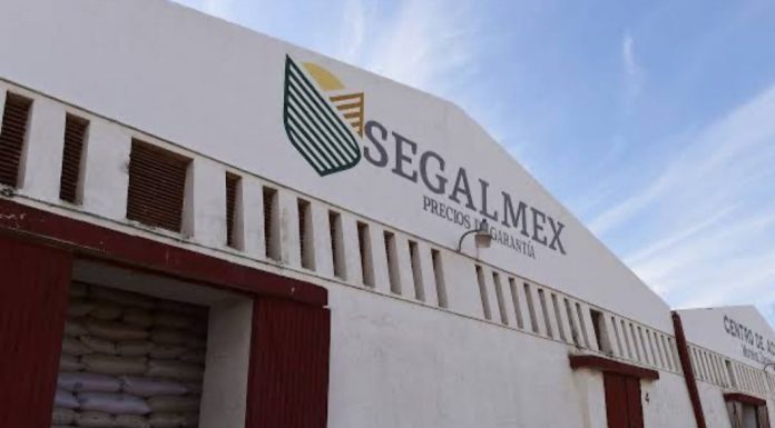 Anuncia SEGALMEX comprar otro millón de toneladas de maíz