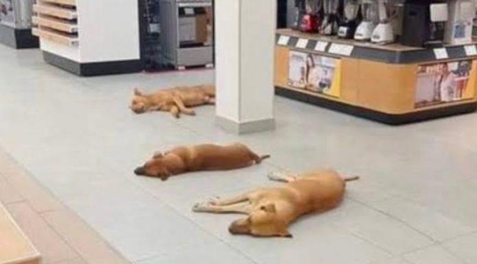 Tiendas dejan que perritos se resguarden del calor