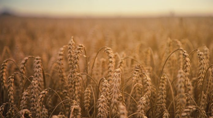 “Avanza apoyo a los productores de trigo en Sinaloa”: SAYG