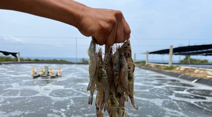 Se posiciona México como el segundo mejor productor de camarón en Latinoamérica