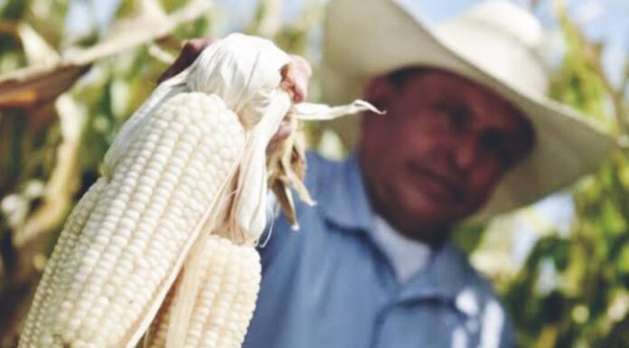 Anuncian el pago a maiceros de Sinaloa