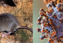 Secretaría de Salud activa alerta preventiva por hantavirus: esto informó sobre posibles casos en México
