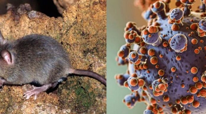 Secretaría de Salud activa alerta preventiva por hantavirus: esto informó sobre posibles casos en México