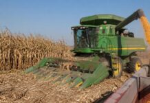 Informa Secretario de Agricultura de Sinaloa Ismael Bello Esquivel apertura de ventanillas para el apoyo a la comercialización de maíz blanco 2025-2026