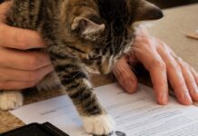 Con una huellita, los gatos también “firman” su adopción: la tradición japonesa que enamora al mundo