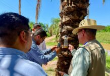 Salud Sinaloa refuerza trabajo de campo para prevenir riesgos asociados al gusano barrenador