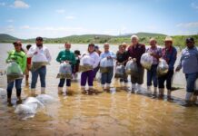 Fortalece Gobierno de Sinaloa la pesca continental con la siembra de 800 mil alevines en la presa Eustaquio Buelna